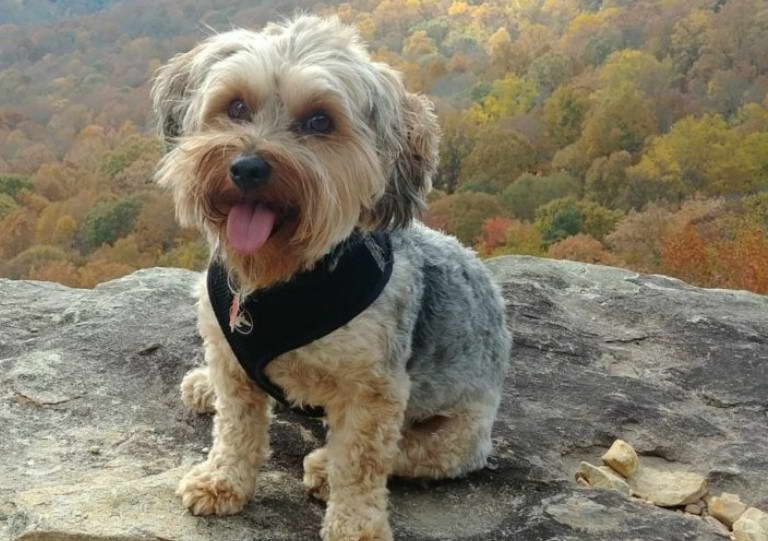 Australian Shepherd Yorkshire Terrier Mix