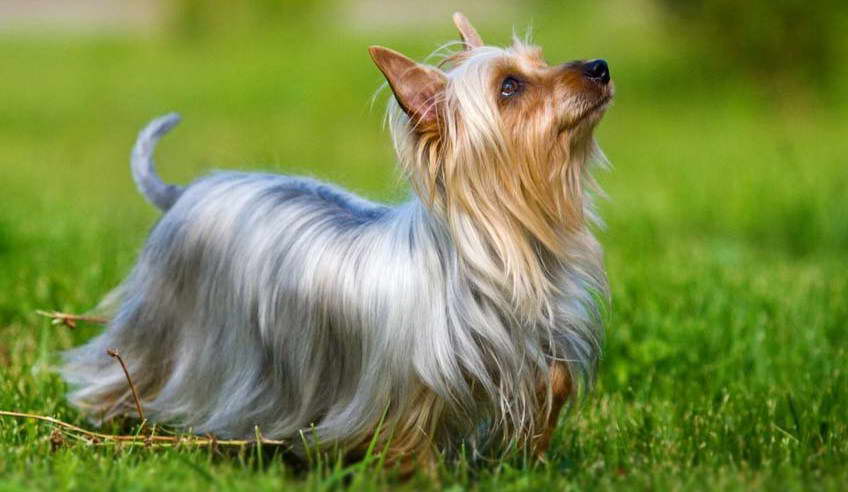 Australian Silky Terrier Price in India