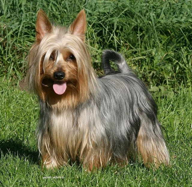 Australian Silky Terrier Wikipedia