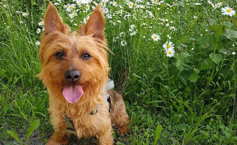 Australian Terrier Cross Maltese