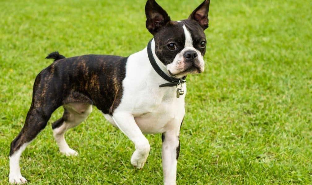 Average Age For Boston Terrier