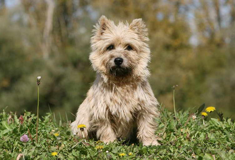 Average Lifespan Of Cairn Terrier