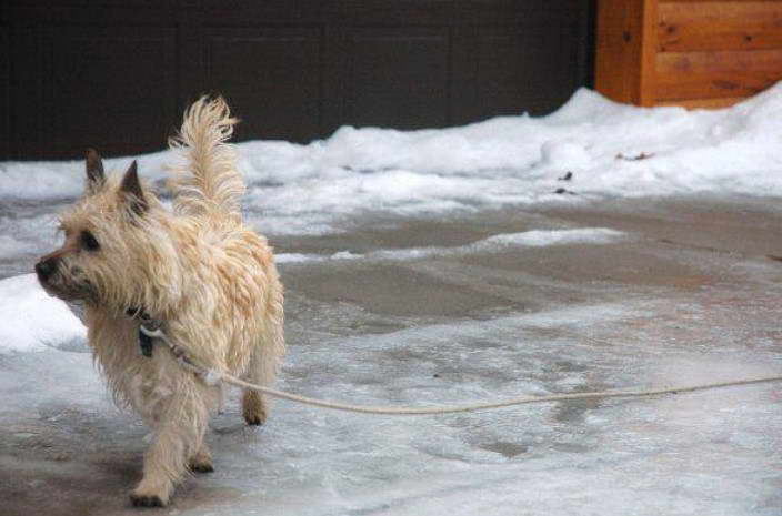 Avon Terrier Dog