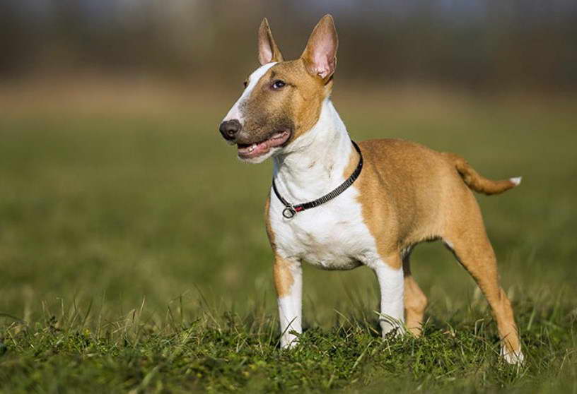 Baby Bull Terrier For Sale