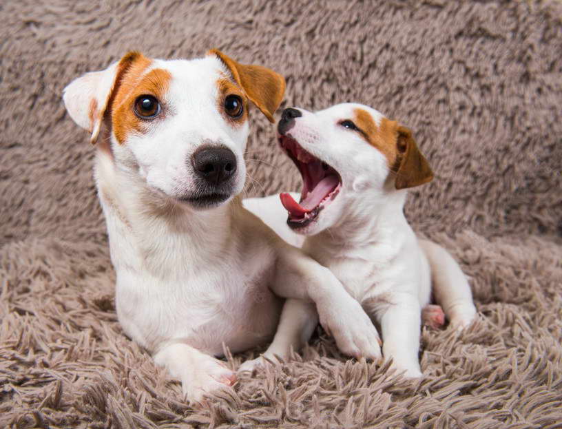 Baby Russell Terrier