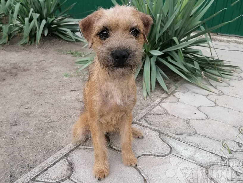 Banded Mountain Terrier Puppies For Sale