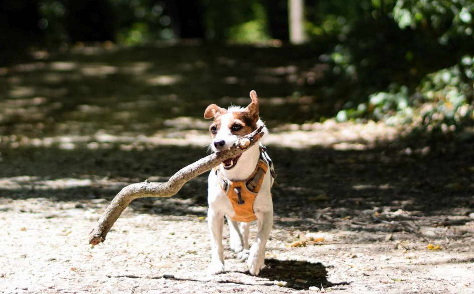 Bark Collar For Jack Russell Terrier