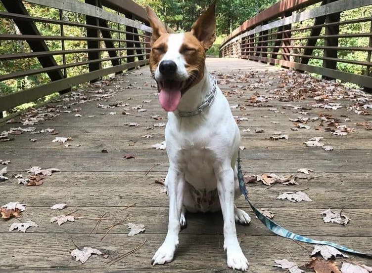 Basenji Cross Fox Terrier