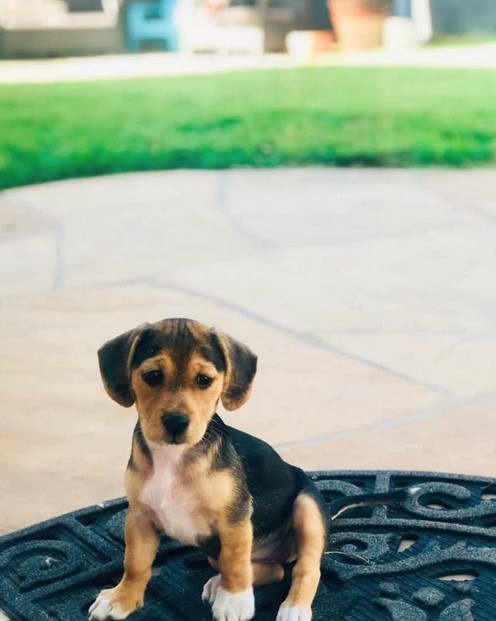 Beagle Fox Terrier Puppies