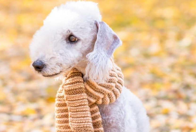 Bedlington Terrier Breeders Arizona