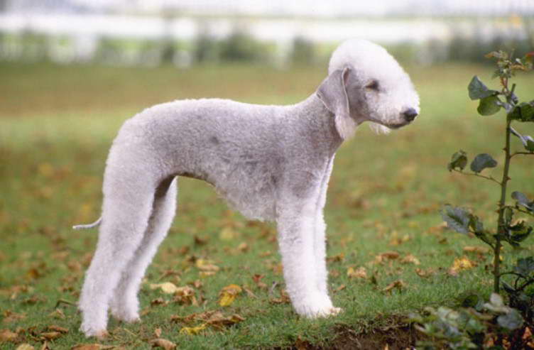 Bedlington Terrier Breeders Florida