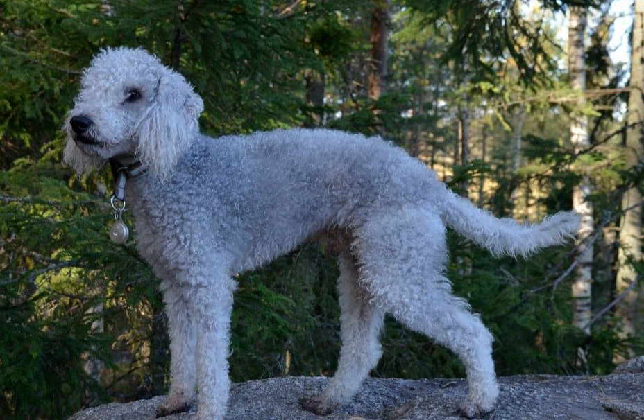 Bedlington Terrier Characteristics