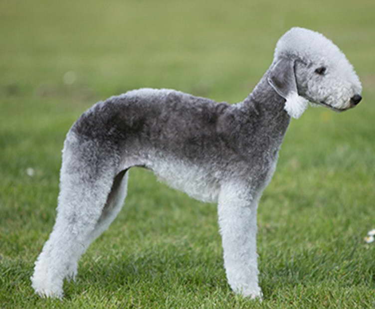 Bedlington Terrier For Sale North East