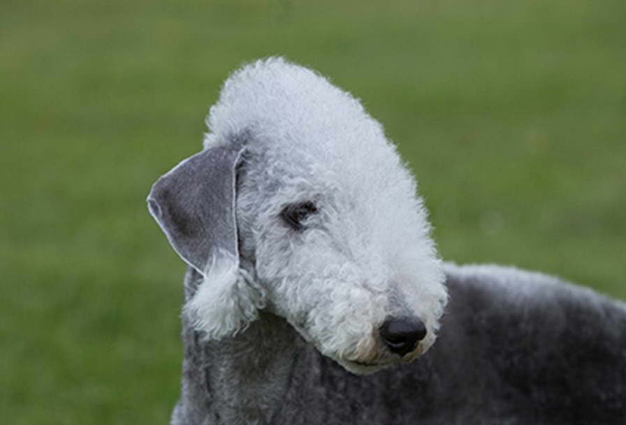 Bedlington Terrier For Sale Scotland