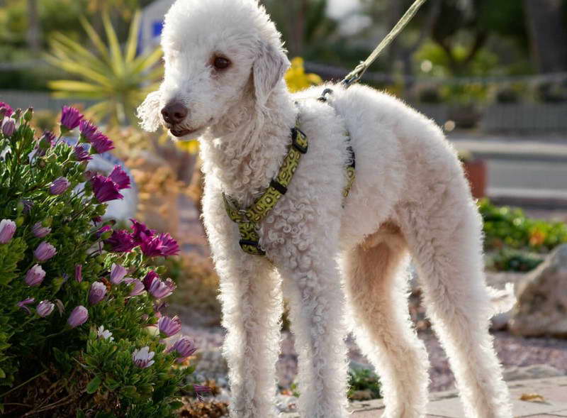 Bedlington Terrier Head Shape