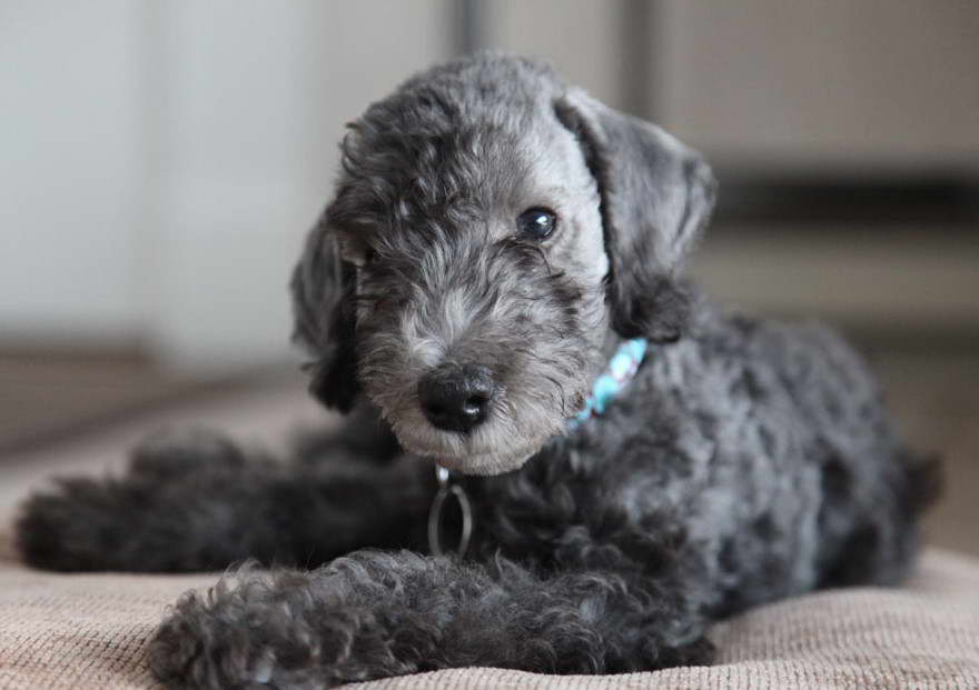 Bedlington Terrier Puppies For Sale In Manchester