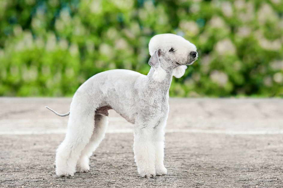 Bedlington Terrier Standard