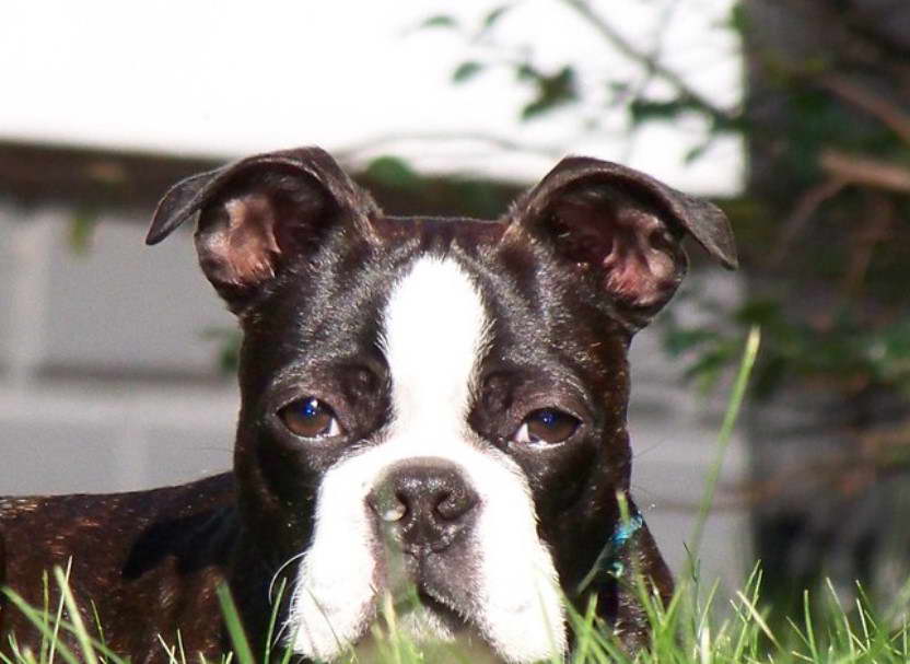 Best Boston Terrier Names