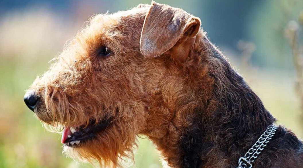 Best Brush For Airedale Terrier