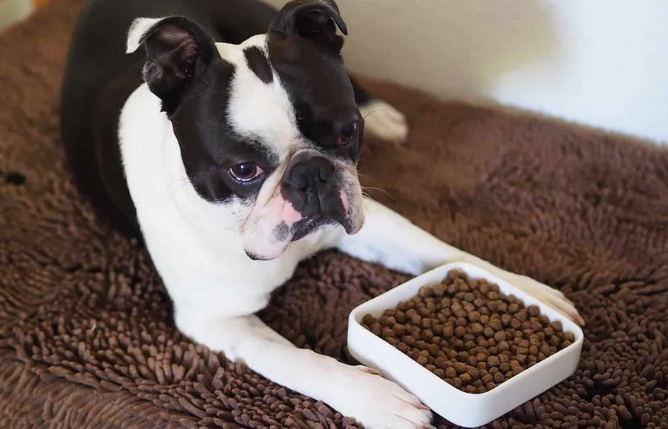 Best Dog Food For Boston Terrier With Allergies