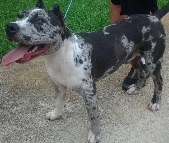 Blue Merle Staffordshire Bull Terrier