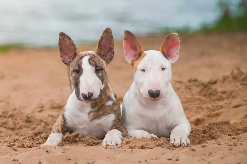 Blue Ridge Bull Terrier Club