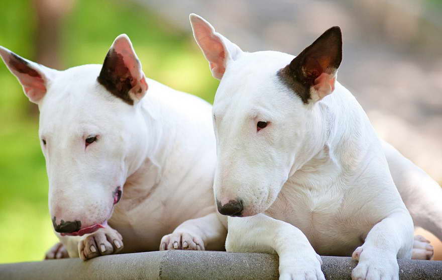 Blue Ridge Bull Terrier