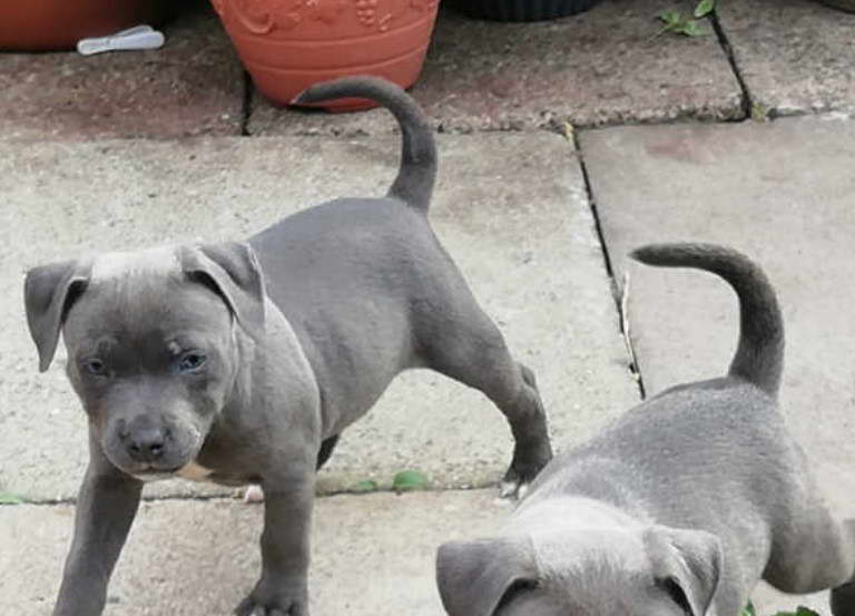 Blue Staffordshire Bull Terrier For Sale Near Me