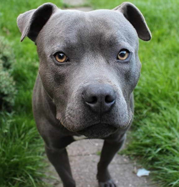 Blue Staffordshire Bull Terrier Images