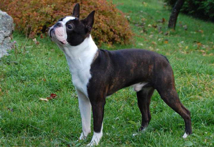 Boglen Terrier Dog For Sale