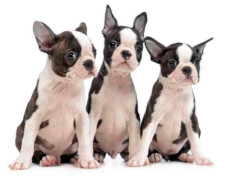 Boglen Terrier For Sale Canada