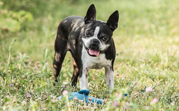 Boots For Boston Terrier