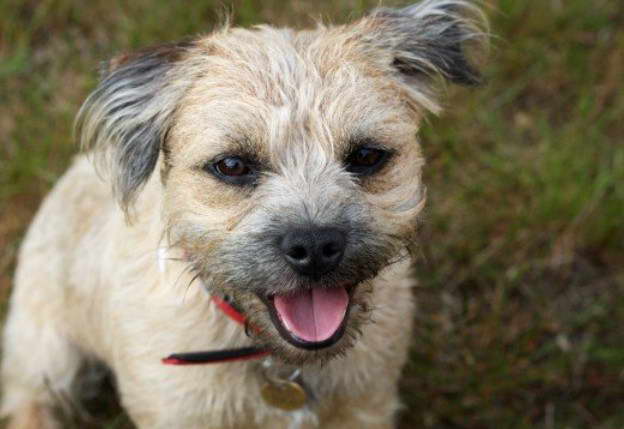 Border Terrier Barking