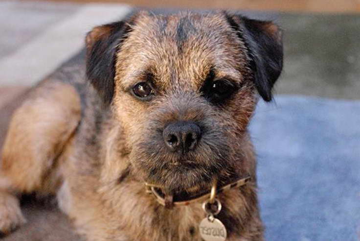 Border Terrier Breeders Maryland