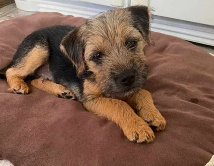 Border Terrier For Sale in PA