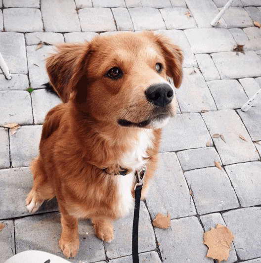 Border Terrier Golden Retriever Mix