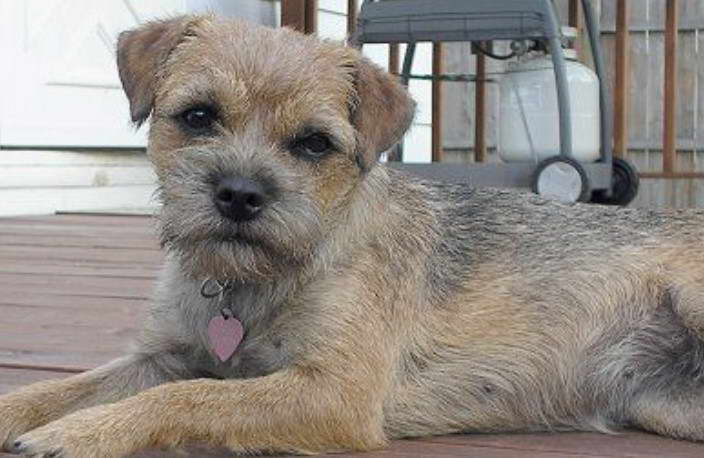 Border Terrier Old Age