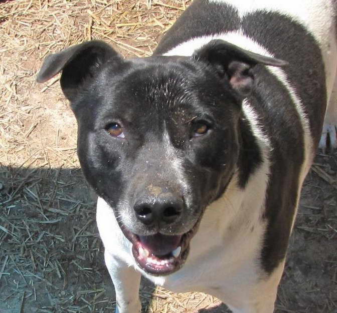 Border Terrier Pitbull Mix