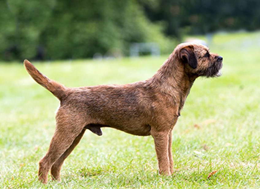 Border Terrier Puppies For Sale in Kent