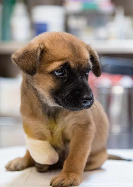 Border Terrier Puppies For Sale Somerset