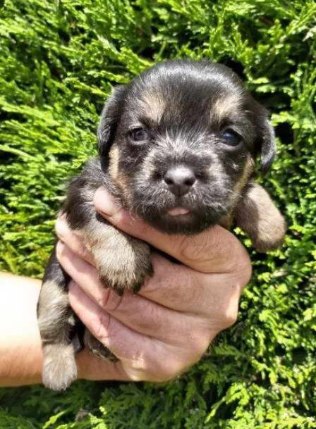 Border Terrier Puppies Lincolnshire