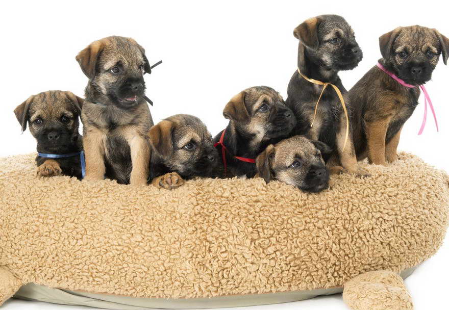 Border Terrier Puppies Texas