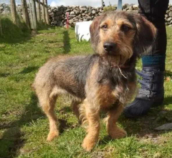 Border Terrier Rescue Nottinghamshire