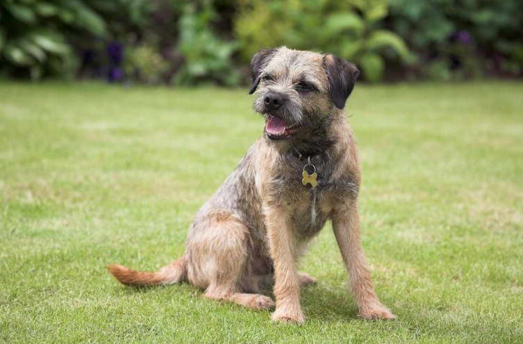 Border Terrier Schweiz