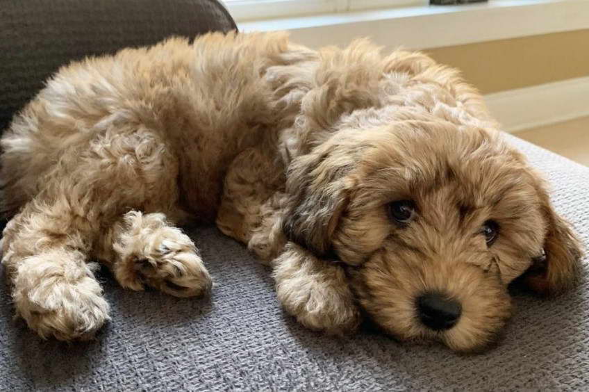 Border Terrier Wheaten Terrier Mix