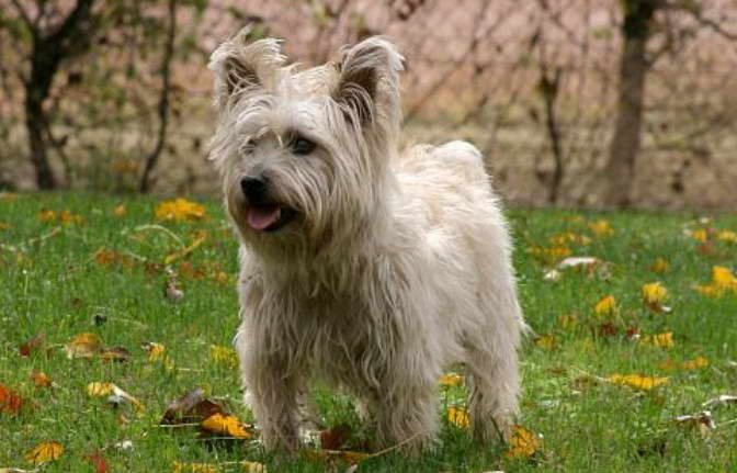 Border Terrier x Cairn Terrier