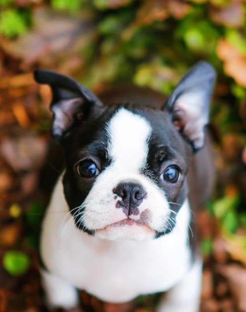 Boston Terrier 14 Weeks Old