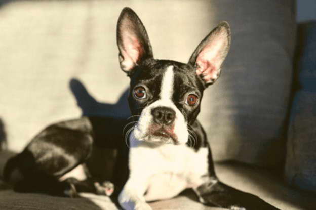 Boston Terrier Airplane