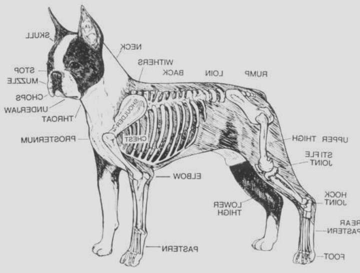 Boston Terrier Chest Girth