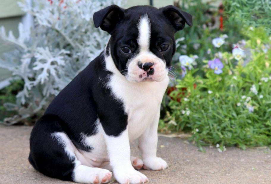 Boston Terrier Chihuahua Puppies For Sale